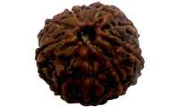 9 Mukhi Rudraksha